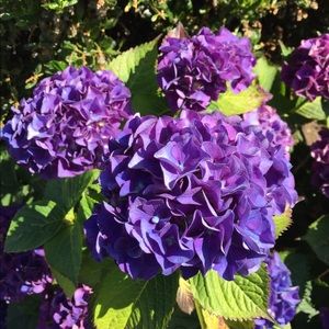 Meet your Posher, Tamara